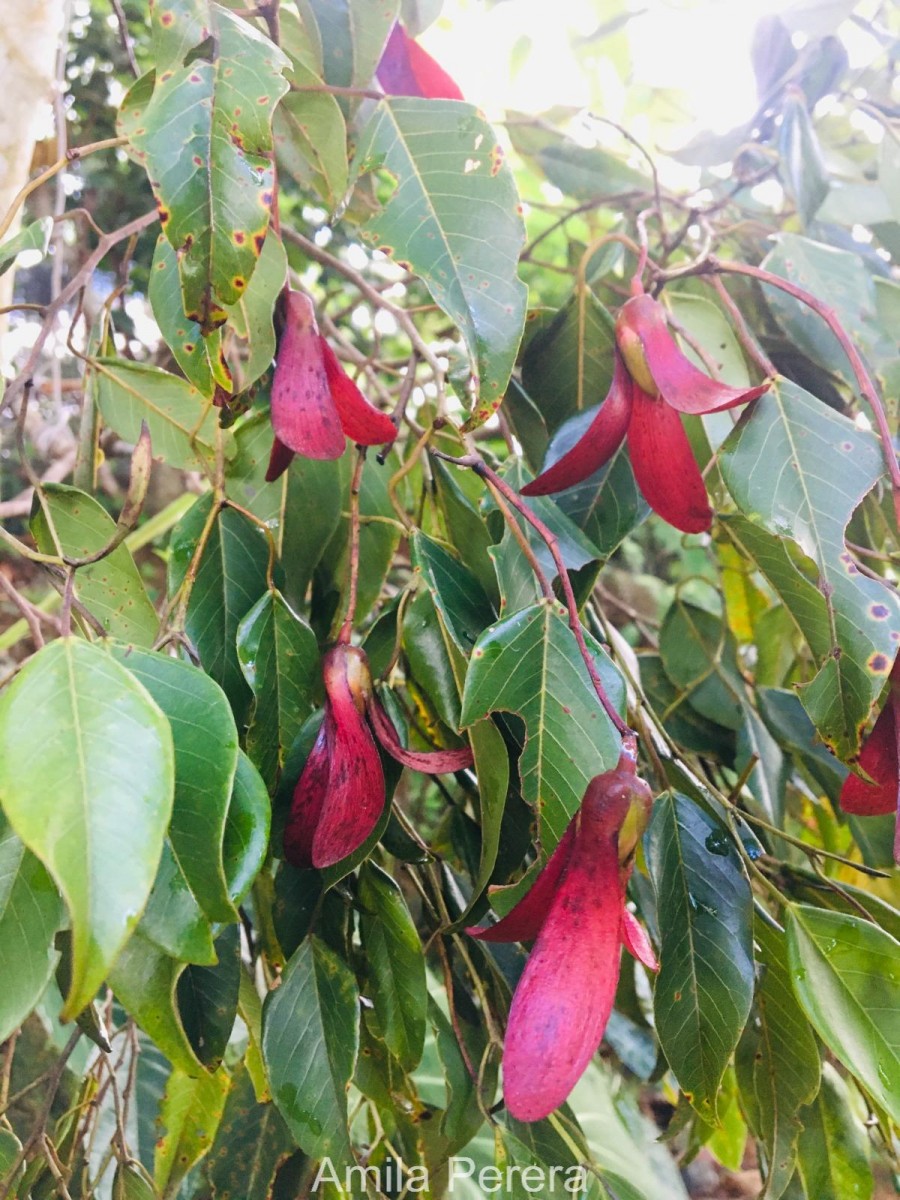 Doona gardneri Thwaites